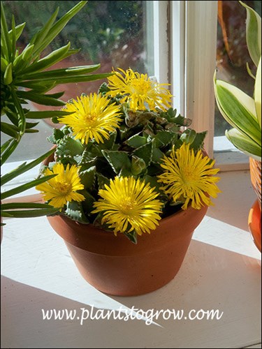 Tiger Jaws (Faucaria tigrina)